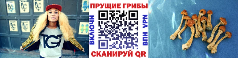 сколько стоит  Лосино-Петровский  Галлюциногенные грибы GOLDEN TEACHER 